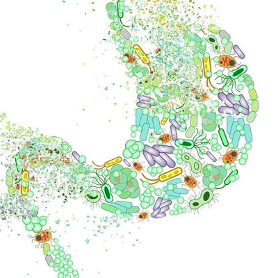 The endurance athlete’s mental state, your gut, and Microbiome.